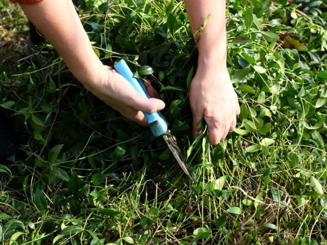 TCDD’den Otla Mücadele Uyarısı!