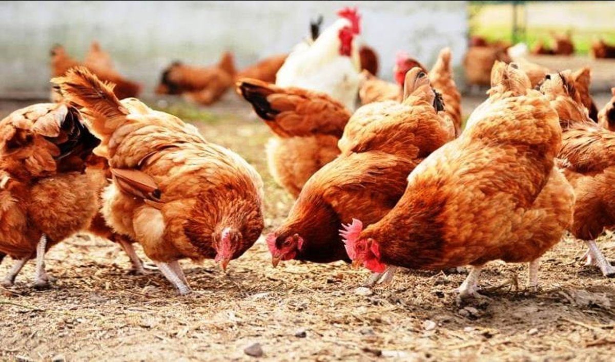 Beyaz Et Sektörüne Rekabet Soruşturması: 32 Şüpheli Hakkında Gözaltı Kararı, 13 Şirkete Kayyum