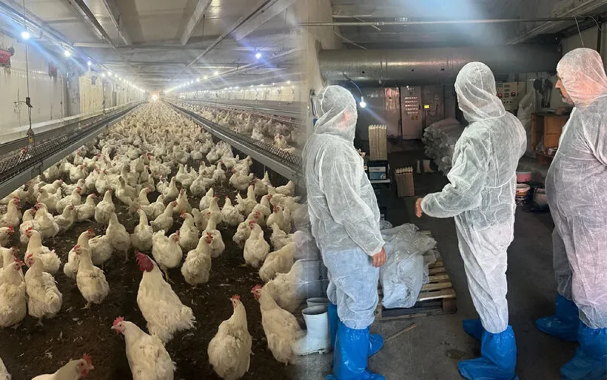 Kanatlı Sektöründe Biyogüvenlik Dönemi