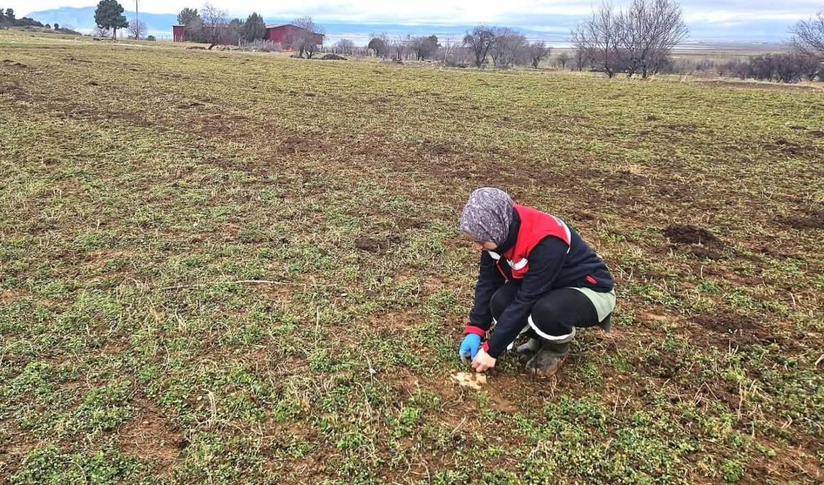 Afyon’da hububat ve haşhaş tarlaları mercek altında