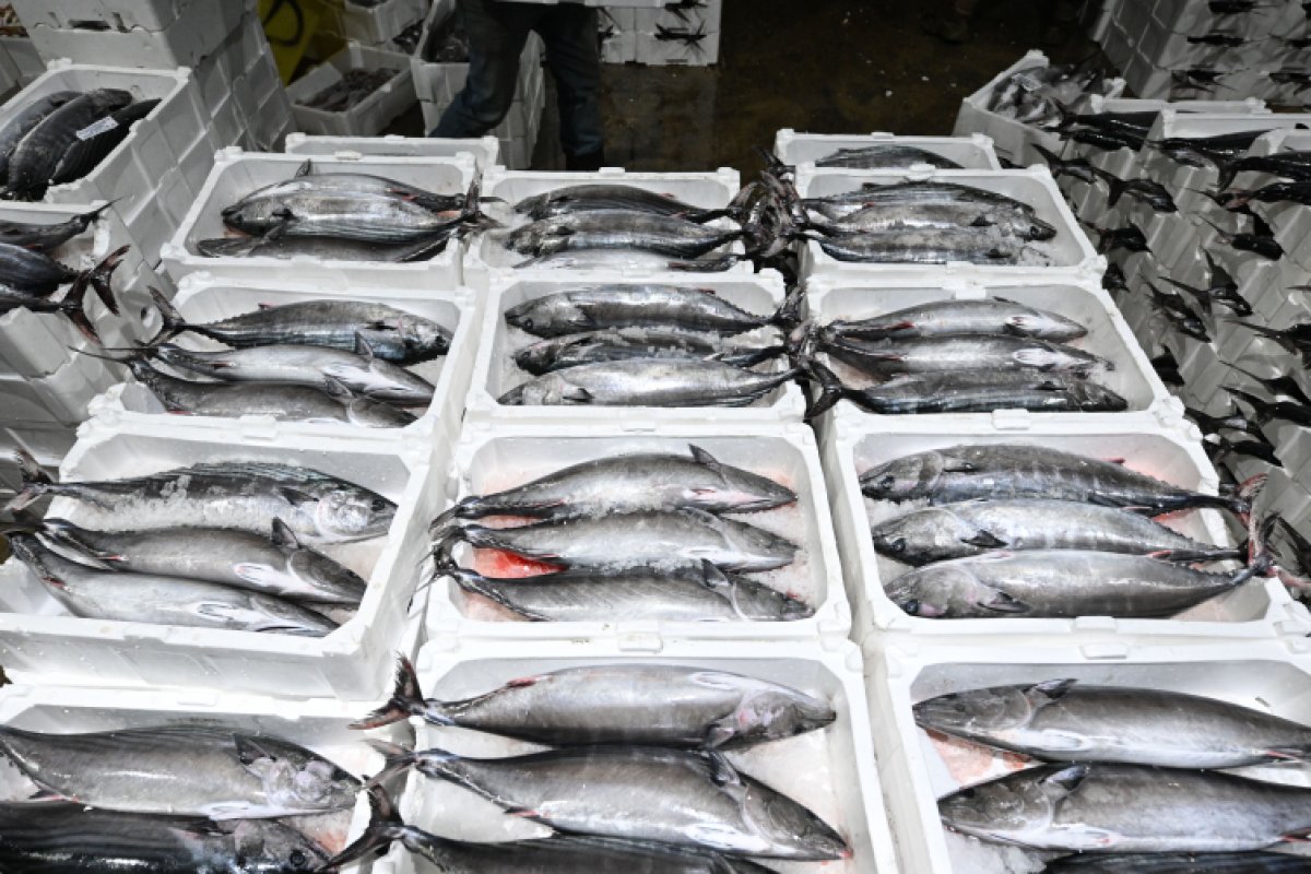 Marmara’da Torik Sürprizi: 40 Yıl Sonra “Torik Akını”, 500 Ton Av