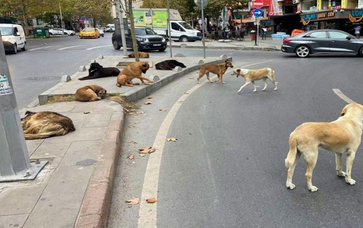 Sokak Köpekleri İçin Son Tarih