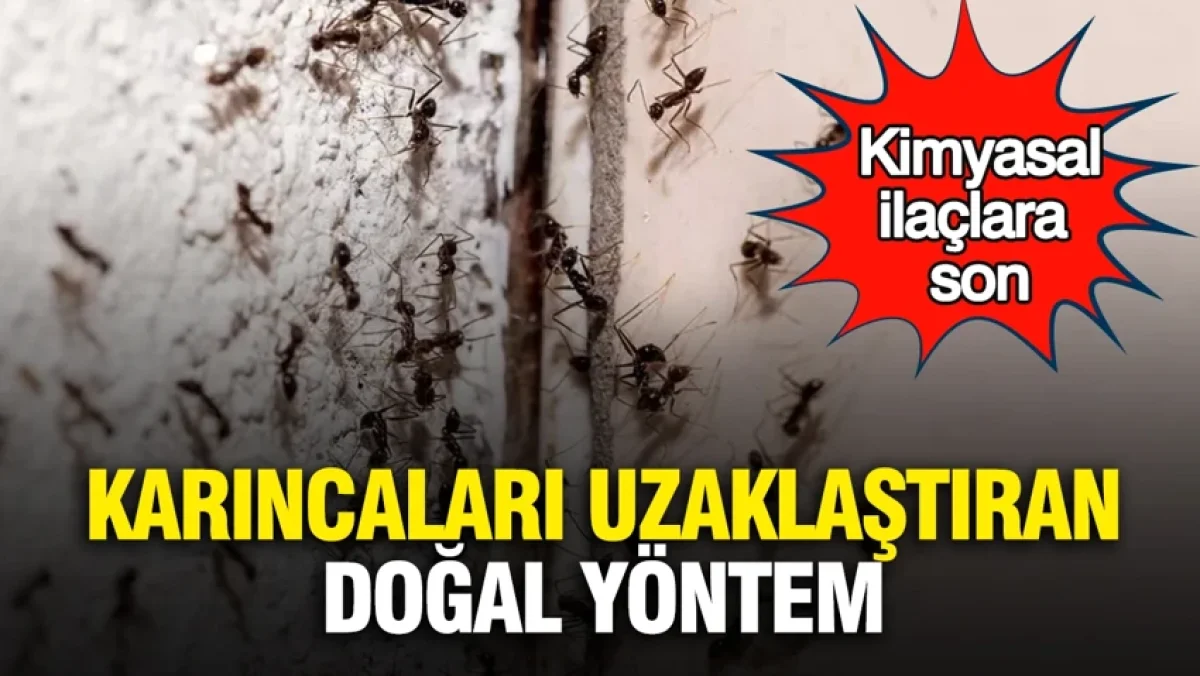Karıncaları uzaklaştıran doğal yöntem: Kimyasal ilaçlara son